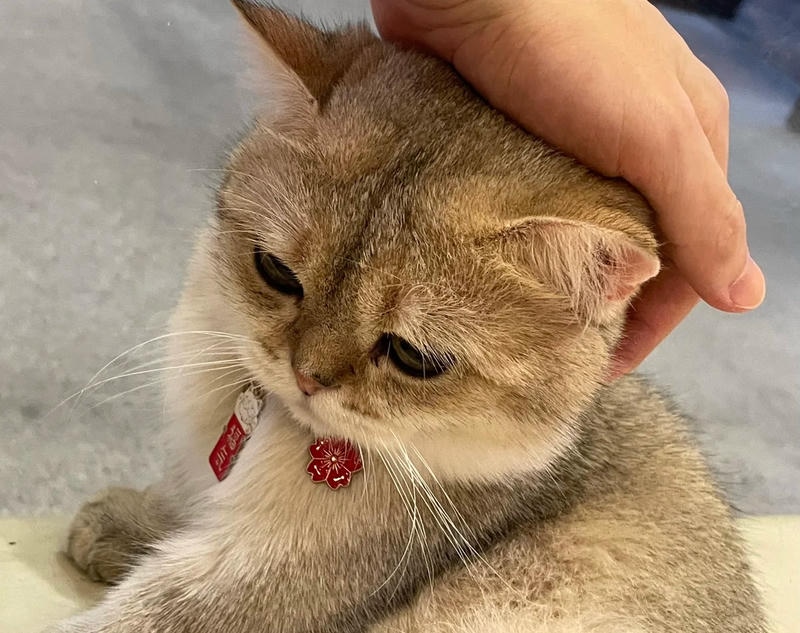 Hình ảnh meme xoa đầu với vibe dễ thương tích cực