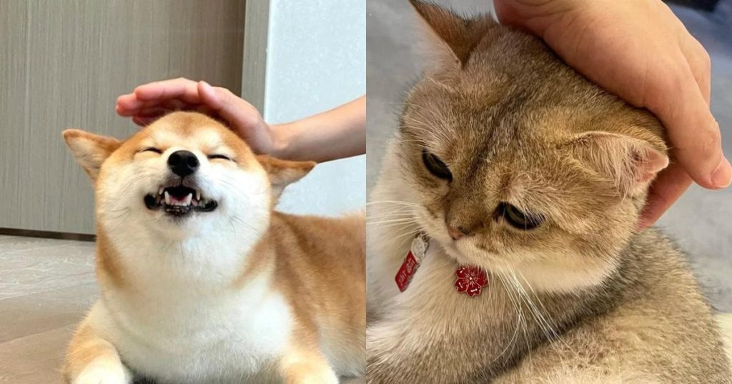 meme xoa đầu thumbnail