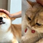 meme xoa đầu thumbnail